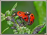 Coccinelle
